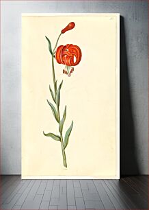 Πίνακας, Lilium chalcedonicum (red turban lily) by Maria Sibylla Merian