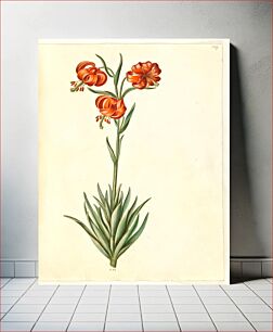 Πίνακας, Lilium pomponium (pomp-lily) by Maria Sibylla Merian