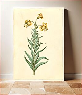 Πίνακας, Lilium pyrenaicum (Pyrenean lily) by Maria Sibylla Merian