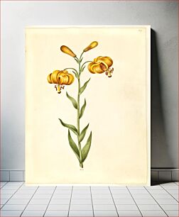 Πίνακας, Lilium pyrenaicum (Pyrenean lily) by Maria Sibylla Merian