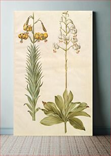 Πίνακας, Lilium pyrenaicum (Pyrenean lily);Lilium martagon (wreath lily) by Maria Sibylla Merian