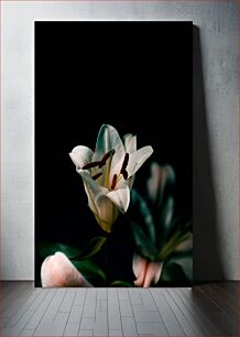 Πίνακας, Lily Blooming in the Dark Κρίνος που ανθίζει στο σκοτάδι