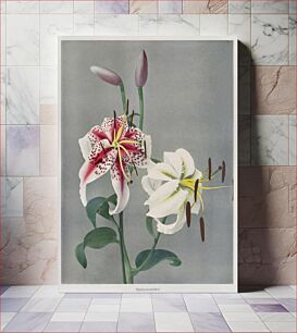 Πίνακας, Lily, hand–colored collotype from Some Japanese Flowers (1896) by Kazumasa Ogawa