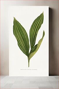 Πίνακας, Lily of the valley leaf illustration