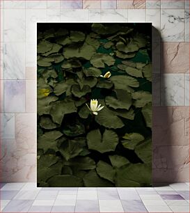 Πίνακας, Lily Pads and Flowers Κρίνος Επιθέματα και Λουλούδια