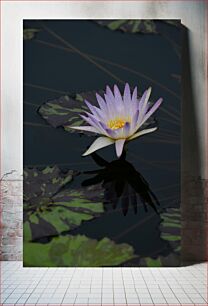 Πίνακας, Lilypad and Lotus Blossom Lilypad και Lotus Blossom