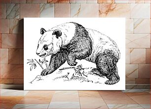 Πίνακας, Line art drawing of a giant panda