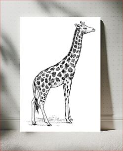 Πίνακας, Line art drawing of a giraffe