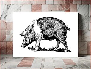 Πίνακας, Line art drawing of a hog