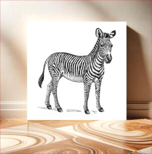 Πίνακας, Line art drawing of a zebra