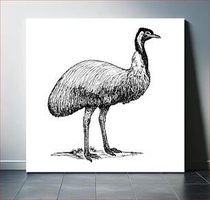Πίνακας, Line art drawing of an emu