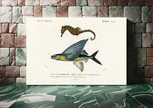 Πίνακας, Lined seahorse (Hippocampus Erectus) and Stropical two wing flying fish (Exocoetus Volitan) illustrated by Charles Dessalines D' Orbigny (