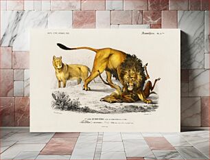 Πίνακας, Lion (Panthera Leo) illustrated by Charles Dessalines D' Orbigny (1806-1876)