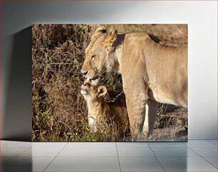 Πίνακας, Lioness and Cub Lioness and Cub