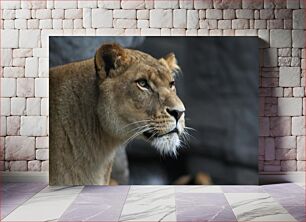 Πίνακας, Lioness in Profile Lioness στο προφίλ