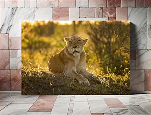 Πίνακας, Lioness Resting at Sunset Λιοντάρι που ξεκουράζεται στο ηλιοβασίλεμα