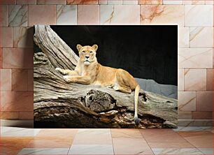 Πίνακας, Lioness Resting on a Log Λιονταρίνα που στηρίζεται σε ένα κούτσουρο