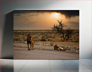 Πίνακας, Lions at Sunset Λιοντάρια στο ηλιοβασίλεμα