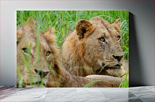 Πίνακας, Lions in the Grass Λιοντάρια στο γρασίδι
