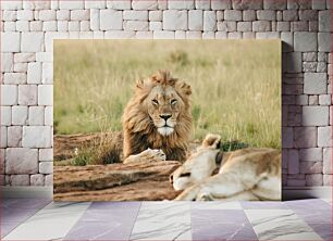 Πίνακας, Lions in the Savanna Λιοντάρια στη Σαβάνα