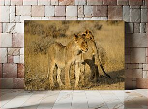 Πίνακας, Lions in the Savanna Λιοντάρια στη Σαβάνα