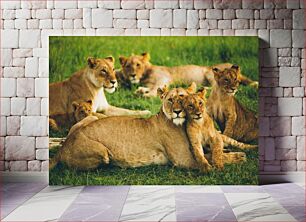 Πίνακας, Lions in the Wild Λιοντάρια στην άγρια ​​φύση