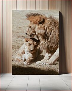 Πίνακας, Lions in the Wild Λιοντάρια στην άγρια ​​φύση
