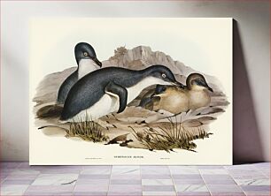 Πίνακας, Little Penguin (Spheniscus minor) illustrated by Elizabeth Gould (1804–1841) for John Gould’s (1804-18