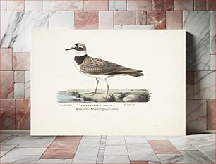 Πίνακας, Little ringed plover, 1829, Magnus Von Wright