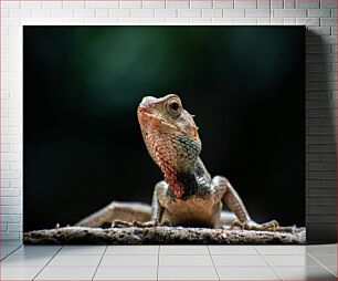 Πίνακας, Lizard Close-Up Σαύρα από κοντά