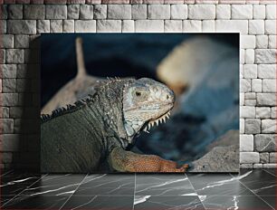 Πίνακας, Lizard in its habitat Σαύρα στον βιότοπό της