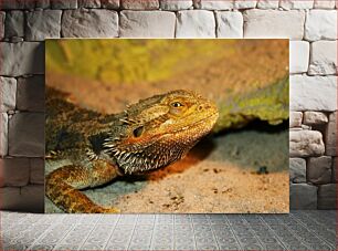 Πίνακας, Lizard in Its Habitat Σαύρα στον βιότοπό της