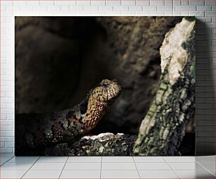 Πίνακας, Lizard in its Natural Habitat Σαύρα στο φυσικό της περιβάλλον