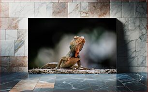 Πίνακας, Lizard on a Rock Σαύρα σε βράχο