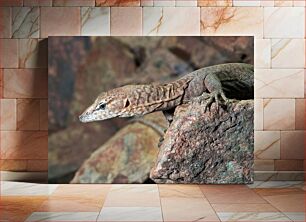 Πίνακας, Lizard on a Rock Σαύρα σε βράχο