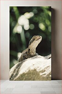 Πίνακας, Lizard on a Rock Σαύρα σε βράχο