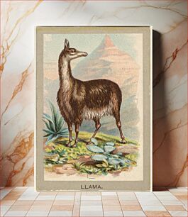 Πίνακας, Llama, from the Animals of the World series (T180), issued by Abdul Cigarettes