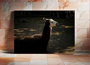 Πίνακας, Llama in the Shadows Λάμα στις σκιές