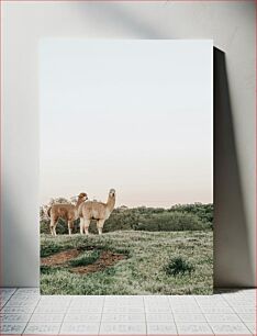 Πίνακας, Llamas in the Field Λάμα στο χωράφι