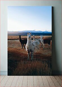 Πίνακας, Llamas in the Highlands Λάμα στα Χάιλαντς