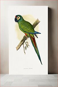 Πίνακας, llliger's Macaw (Primolius maracana) colored wood-engraved plate by Alexander Francis Lydon