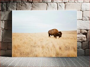 Πίνακας, Lone Bison in the Prairie Lone Bison στο λιβάδι