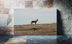 Πίνακας, Lone Canine in Open Field Μοναχικός κυνικός σε ανοιχτό πεδίο