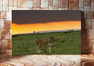 Πίνακας, Lone Lioness at Sunset Lone Lioness στο ηλιοβασίλεμα
