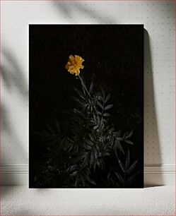 Πίνακας, Lone Marigold in the Dark Lone Marigold in the Dark