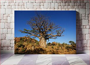 Πίνακας, Lonely Baobab in Arid Landscape Lonely Baobab σε άνυδρο τοπίο