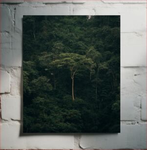Πίνακας, Lonely Tree in a Dense Forest Μοναχικό Δέντρο σε Πυκνό Δάσος