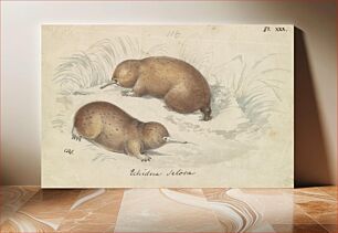 Πίνακας, Long-beaked Echidna by Charles Hamilton Smith