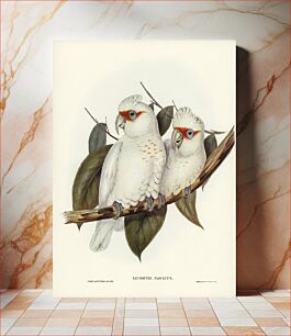 Πίνακας, Long-billed Cockatoo (Licmetis nasicus) illustrated by Elizabeth Gould (1804–1841) for John Gould’s (1