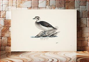 Πίνακας, Long-tailed duck, female, 1828 - 1838, Wilhelm von Wright